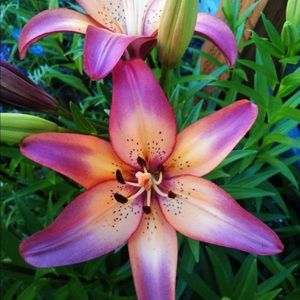 Meet your Posher, Lili